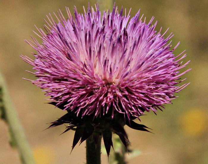 growing-like-a-plant