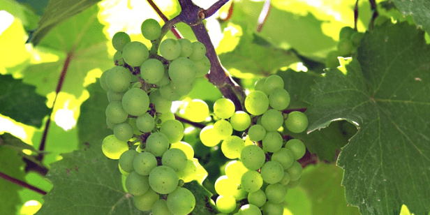 uvas-en-la-parra.png